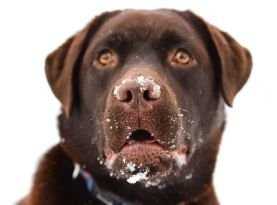 כלב לברדור חום בשלג