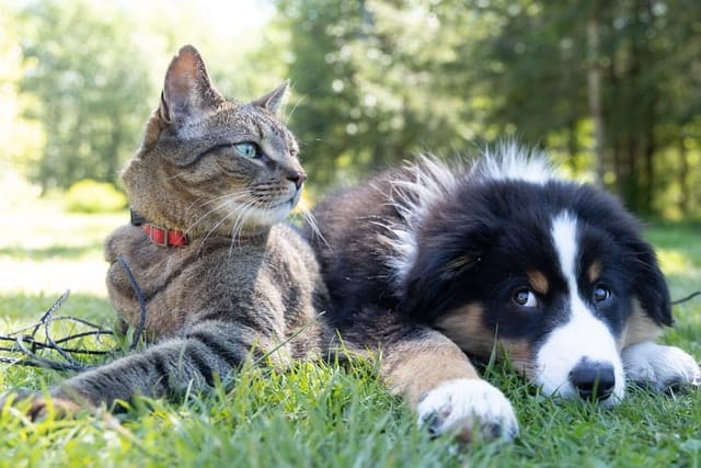 גור כלבים וחתול נחחים יחד על דשא