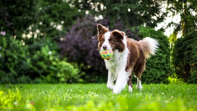 כלב משחק עם כדור