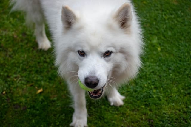 כלב סמויד משחק עם כדור