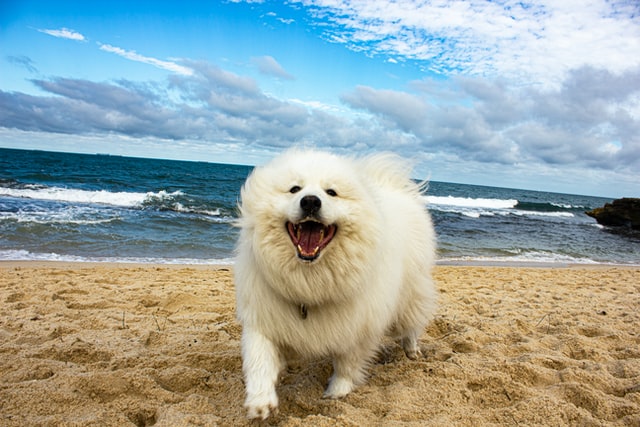 כלב מגזע סמויד מחייך בים