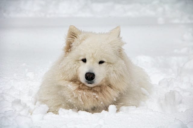 כלב סמויד בשלג