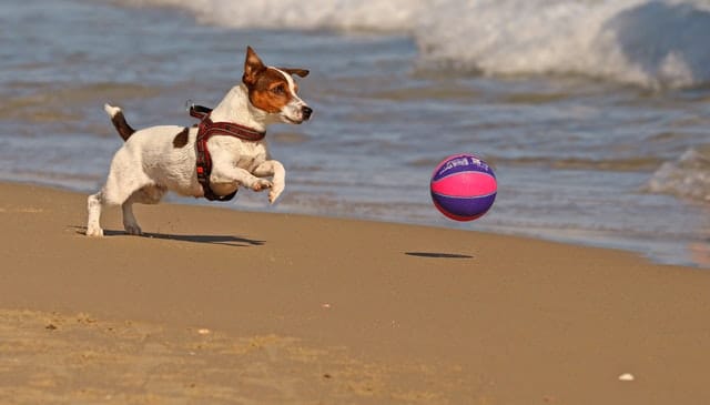 כלב רץ אחרי כדור בחוף הים