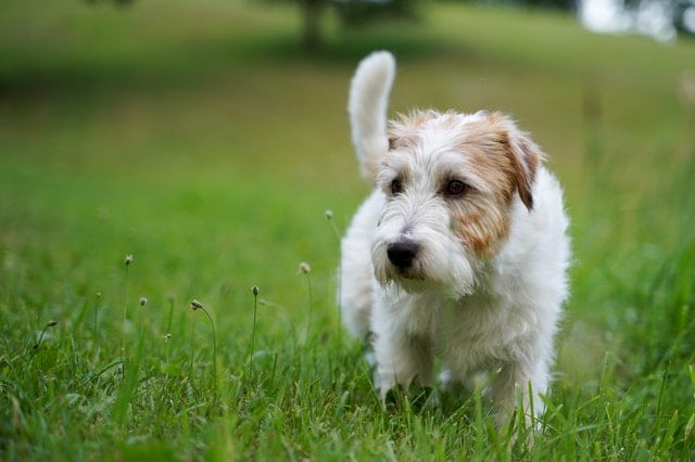 כלב מטייל על דשא