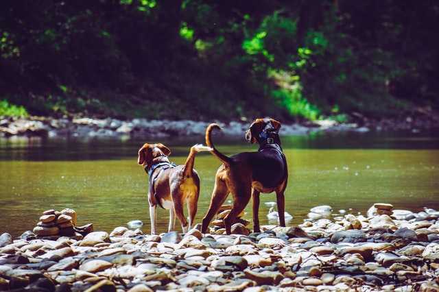 כלבים בנהר