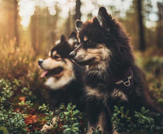 כלבים ביער