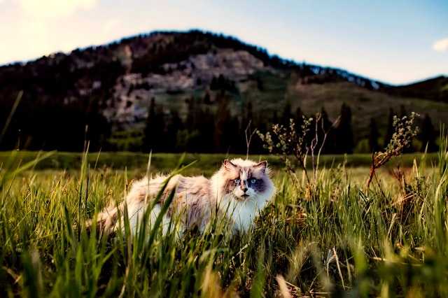 חתול בשדה 