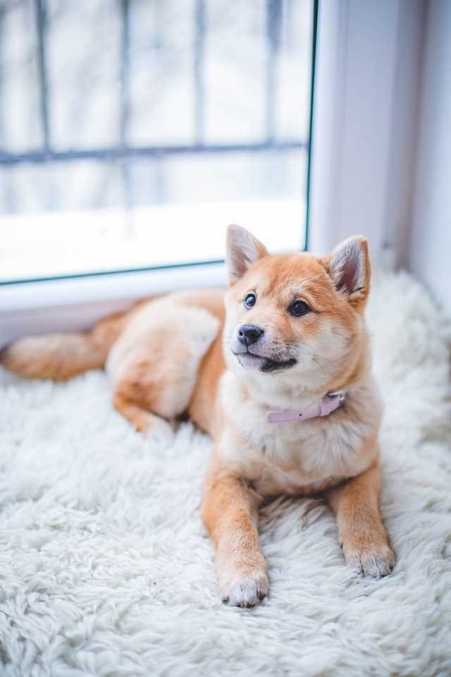 כלב על שטיח