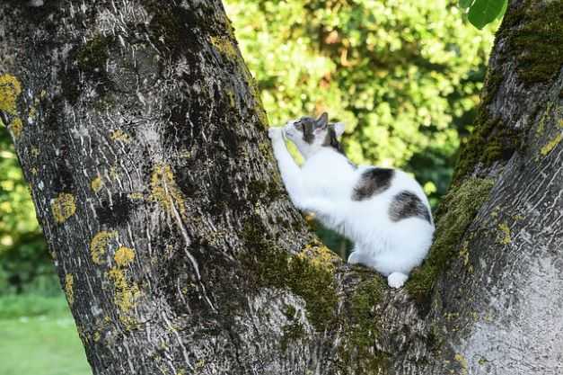 חתול מגרד עץ