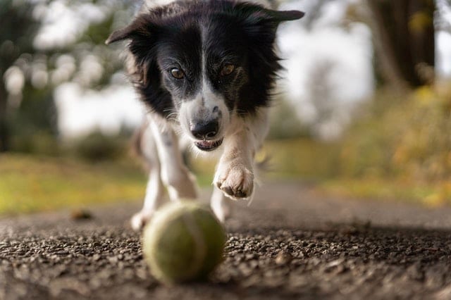 כלב רודף אחרי כדור