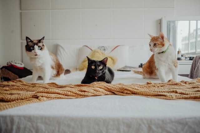 חתולים במיטה
