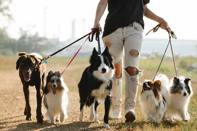 כלבים עם רצועות בטיול