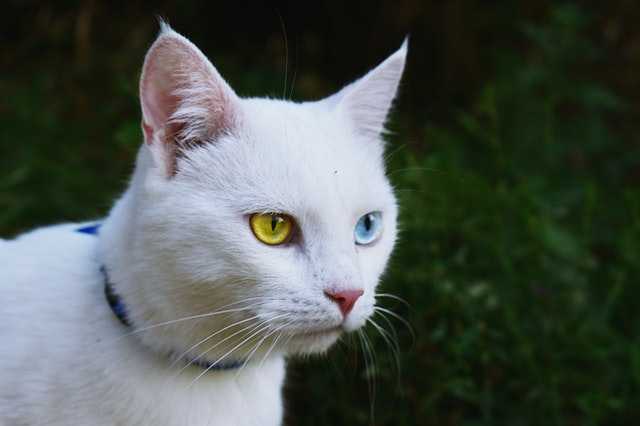 חתול לבן