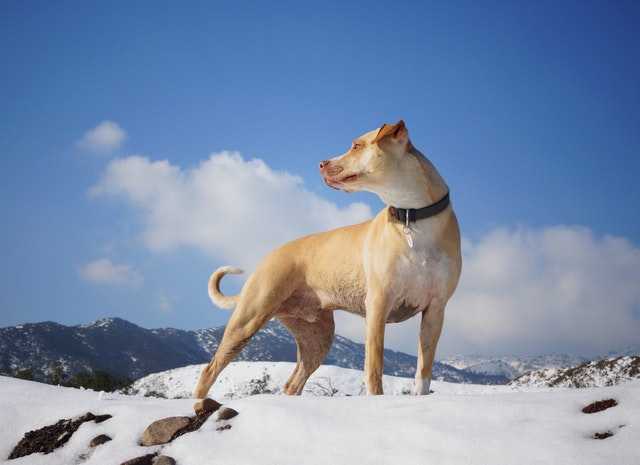 כלב בשלג עם קולר חשמלי