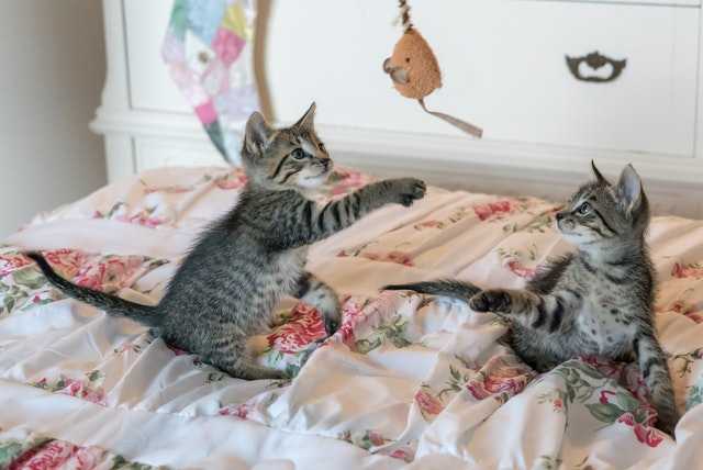 גורי חתולים משחקים במיטה