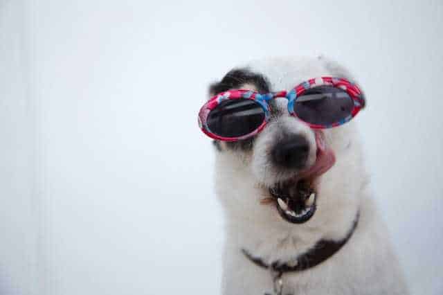 כלב עם משקפיים