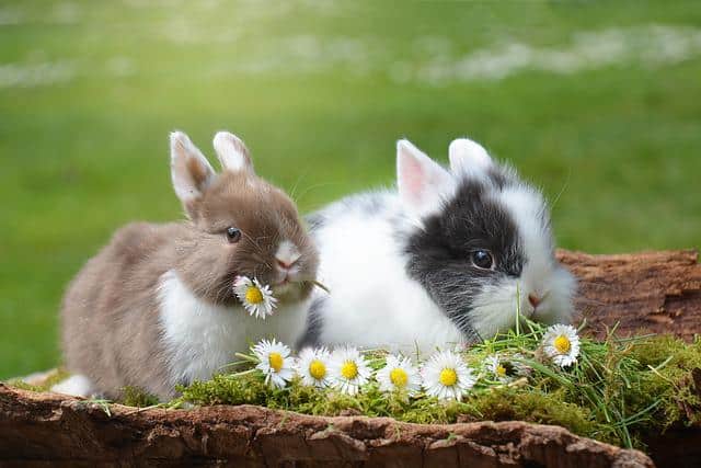ארנבים