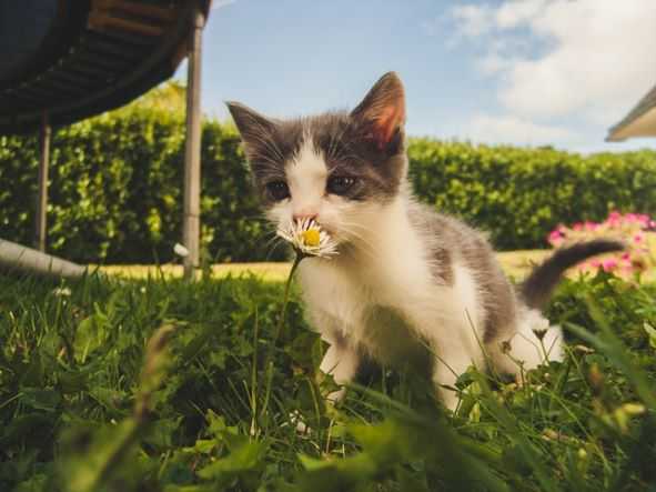 גור חתולים מריח פרח