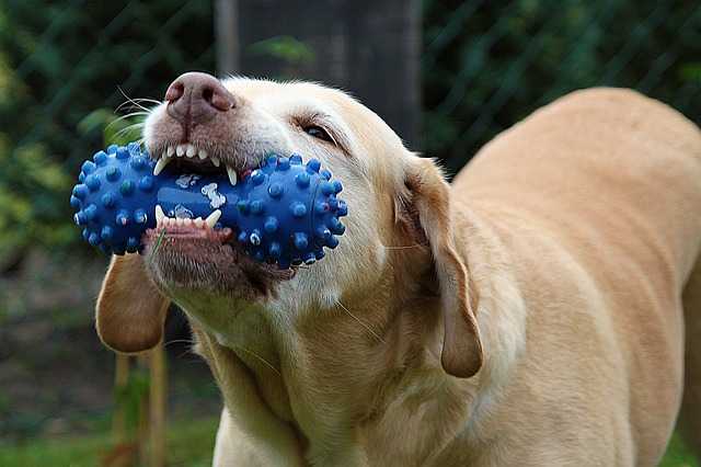 כלב משחק בצעצוע דנטלי