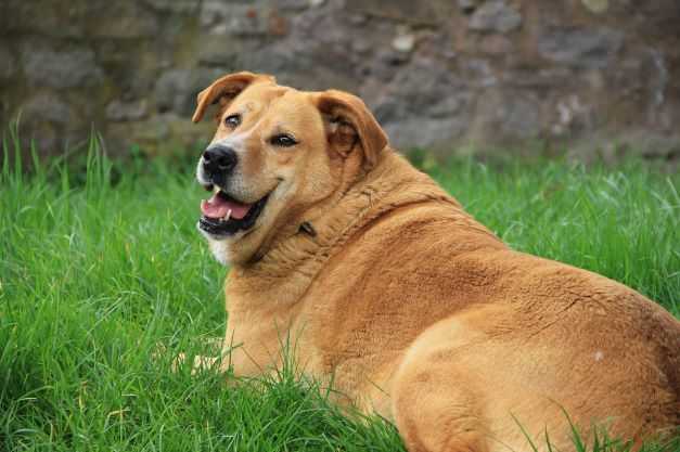 השמנת יתר בכלבים איך לזהות ולטפל
