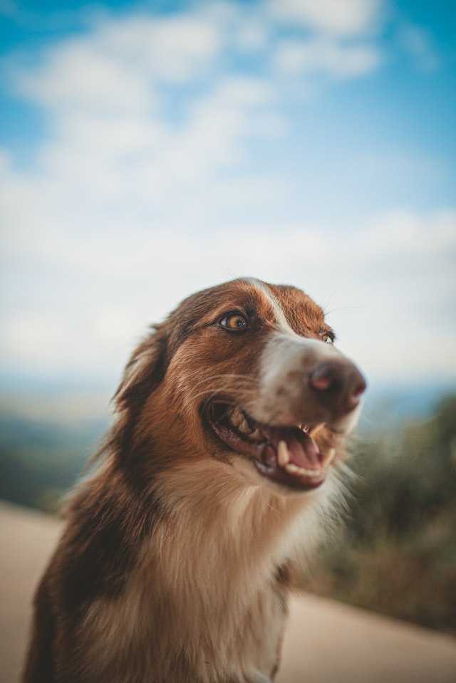 כלב מחייך