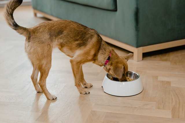 כלב אוכל מקערת המזון