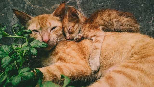 חתול וגור ישנים