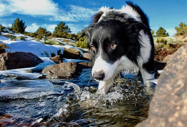 כלב משחק במים