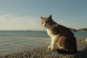 חתול בחופשה בים
