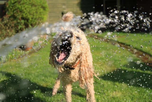 כלב משחק עם צינור מים
