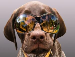 כלב עם משקפי שמש