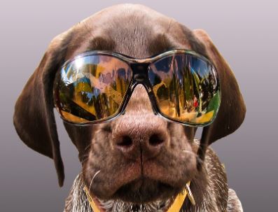 כלב עם משקפי שמש